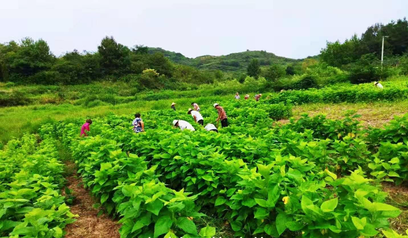 【巩固脱贫攻坚成果 推进乡村振兴】小桑蚕结出“致富茧”_大冶市人民政府