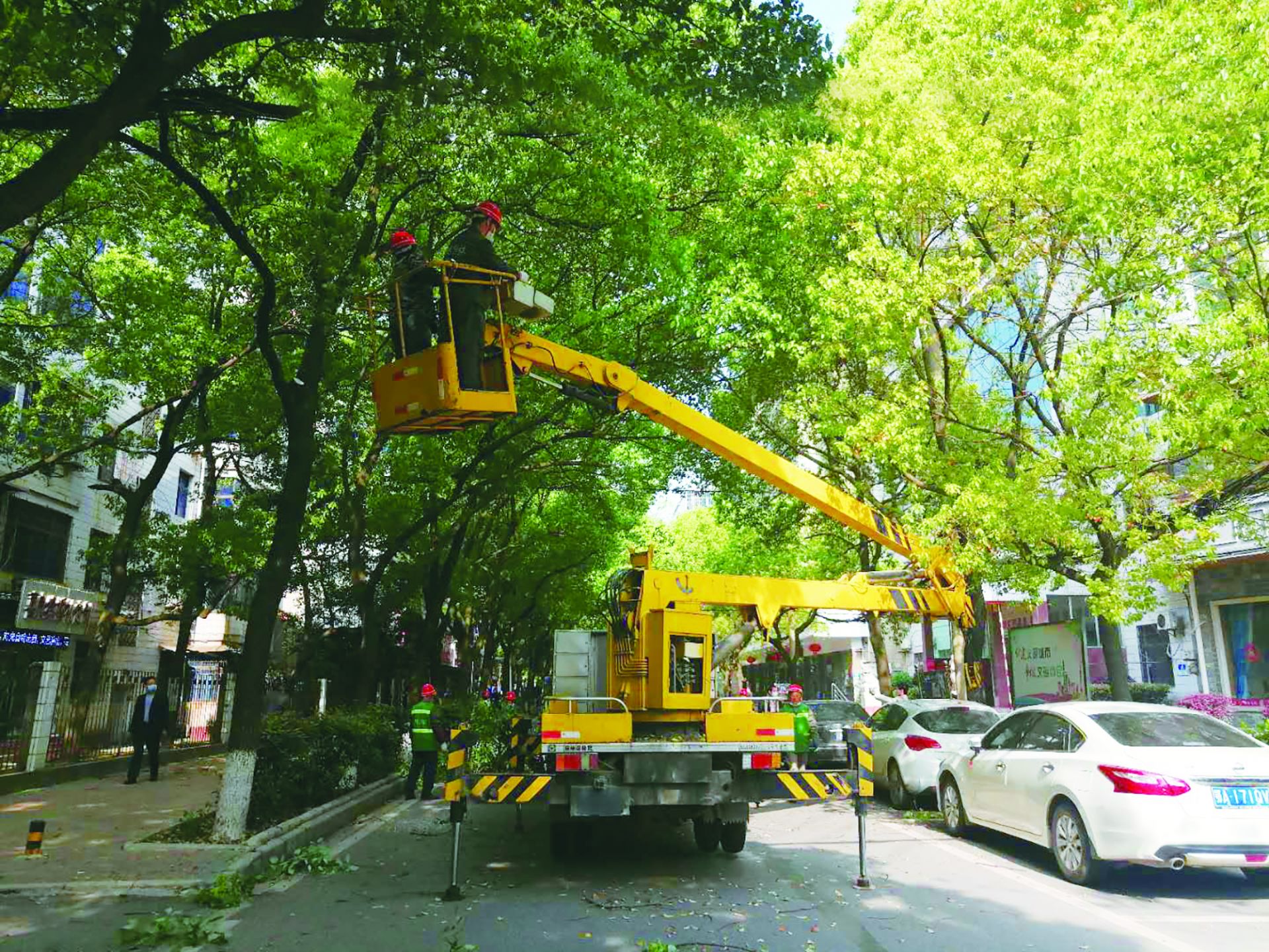 市民反映建设路行道树时常有枯枝枯桠掉落,4月8日,市城市管理执法局